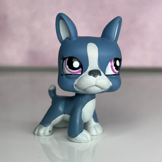 LPS Blue Boston Terrier #102