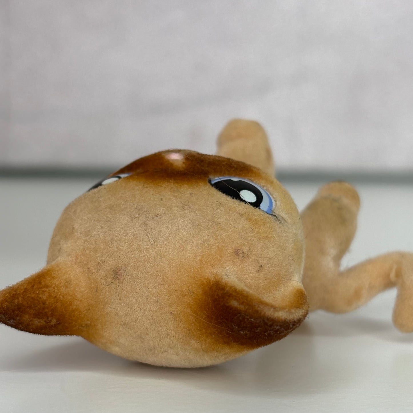 LPS Flocked Shorthair #338