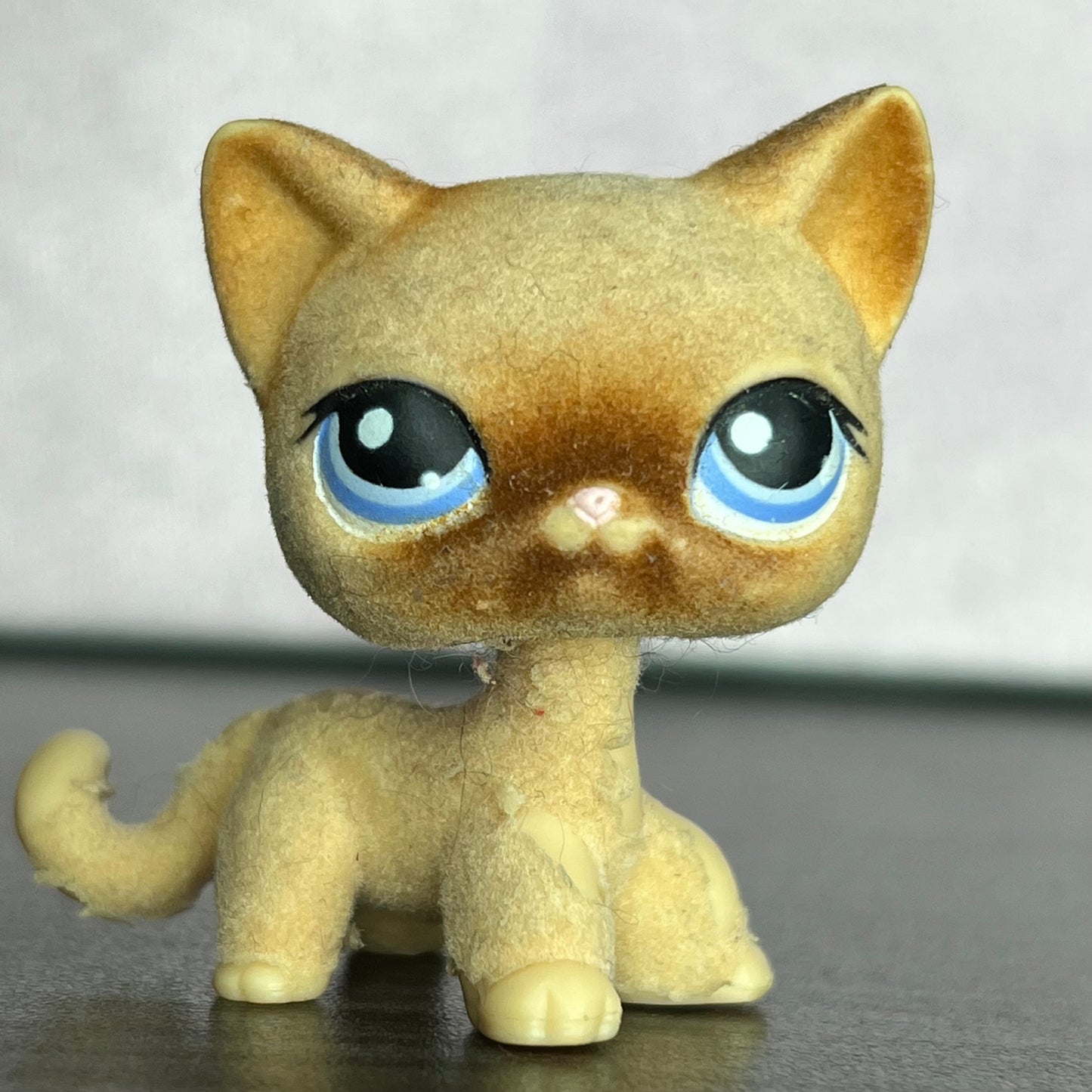 LPS Flocked Shorthair #338